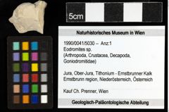 Foto (Objekt + Etiketten) von Eodromites sp. 